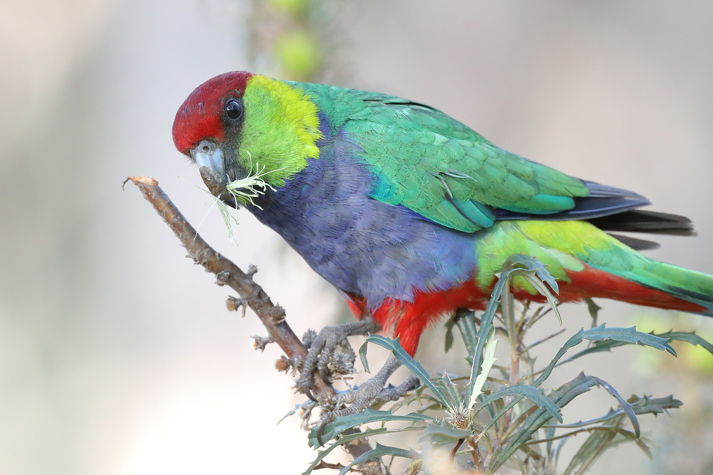Red-capped Parrot (Image ID 37391)
