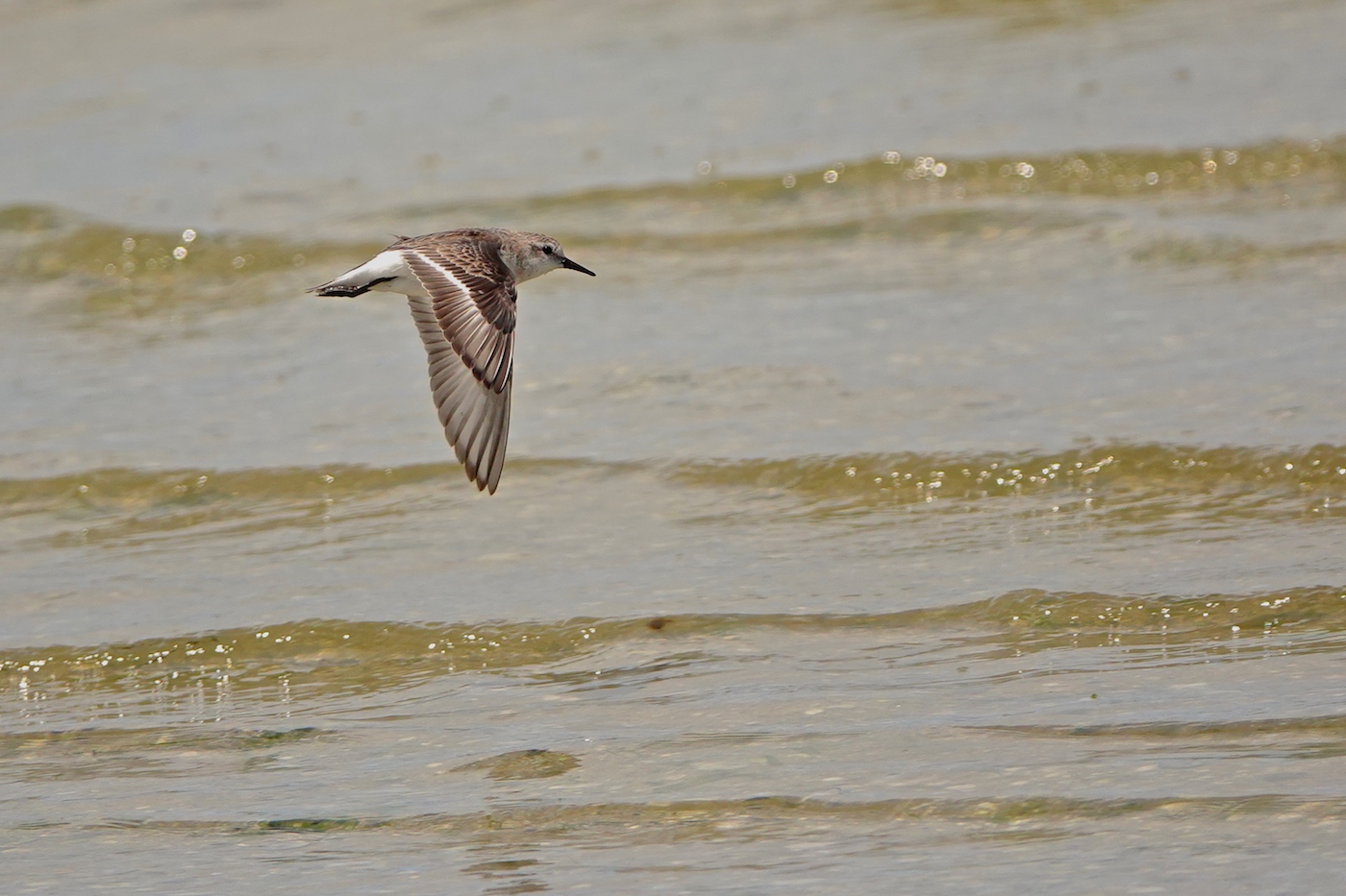 Red-necked Stint (Image ID 37397)