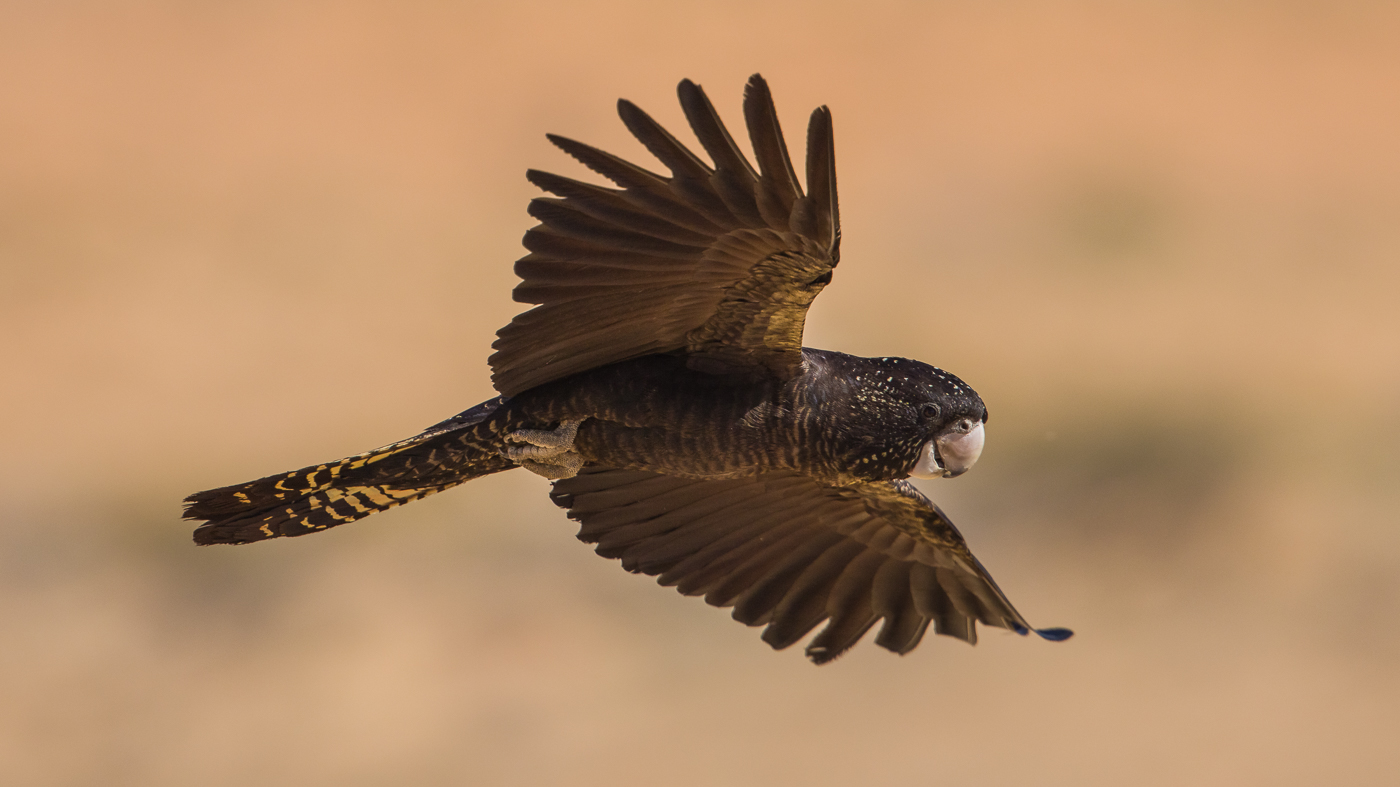 Red-tailed Black-Cockatoo (Image ID 37158)