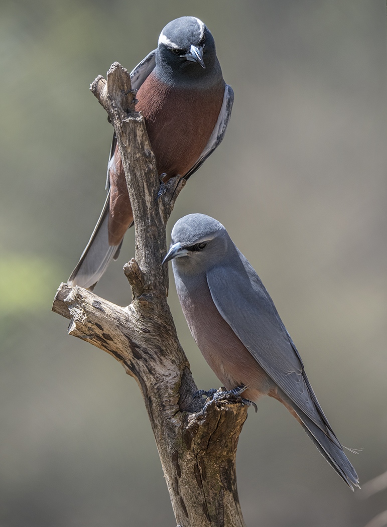 White-browed Woodswallow (Image ID 37073)