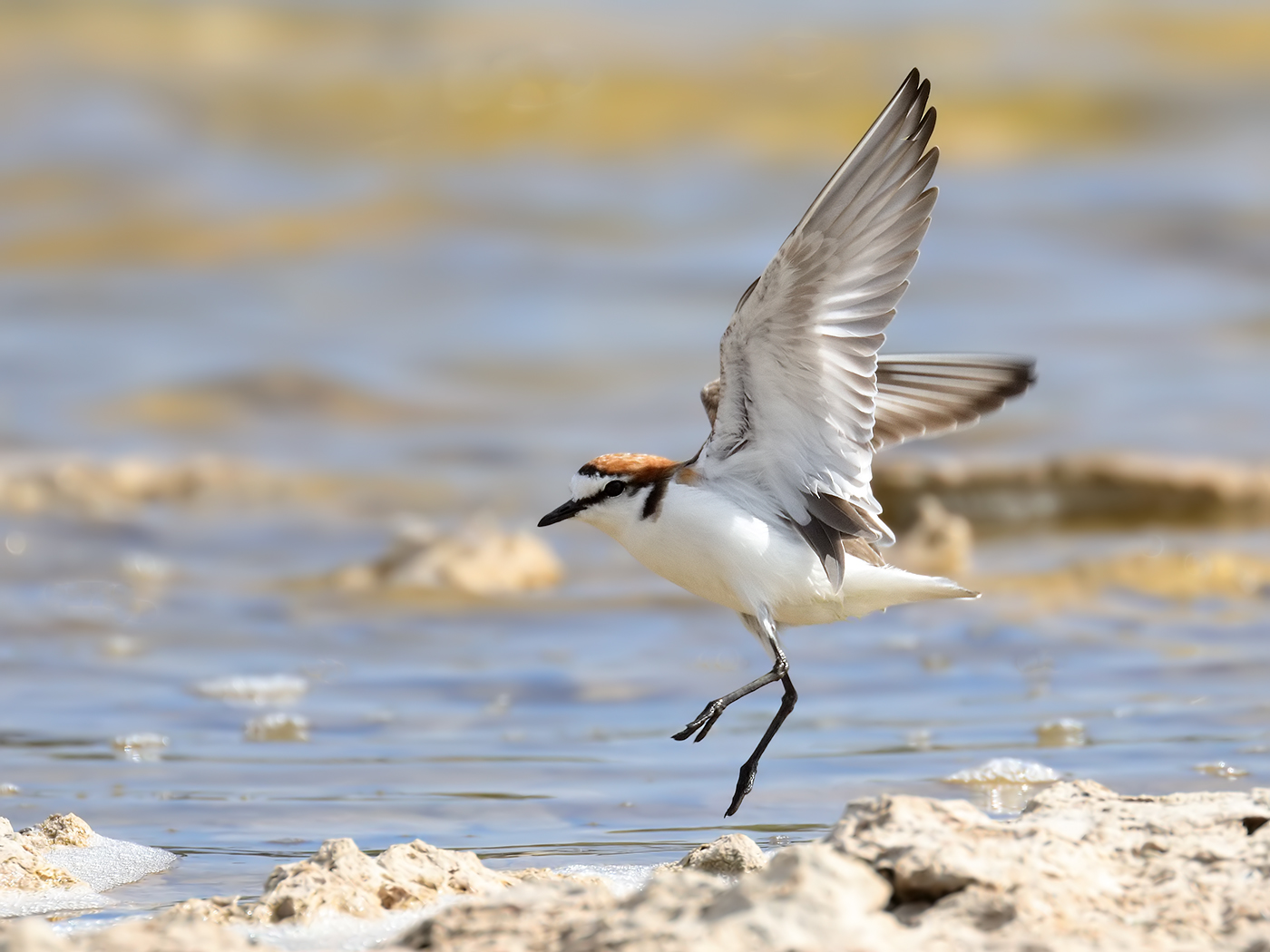 Red-capped Plover (Image ID 37173)