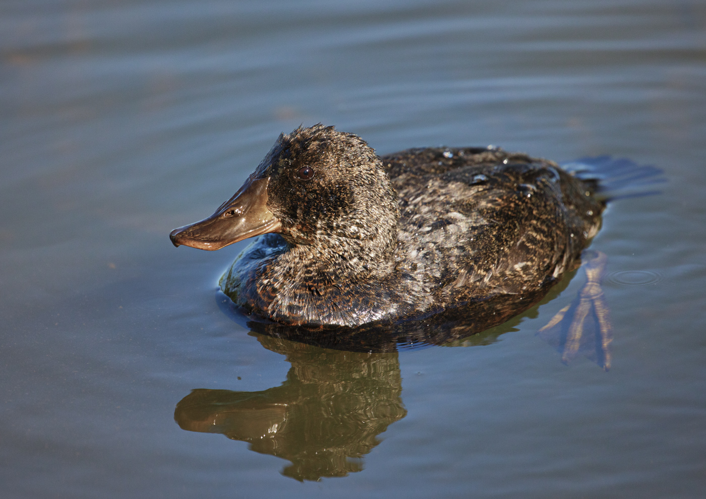 Blue-billed Duck (Image ID 37379)