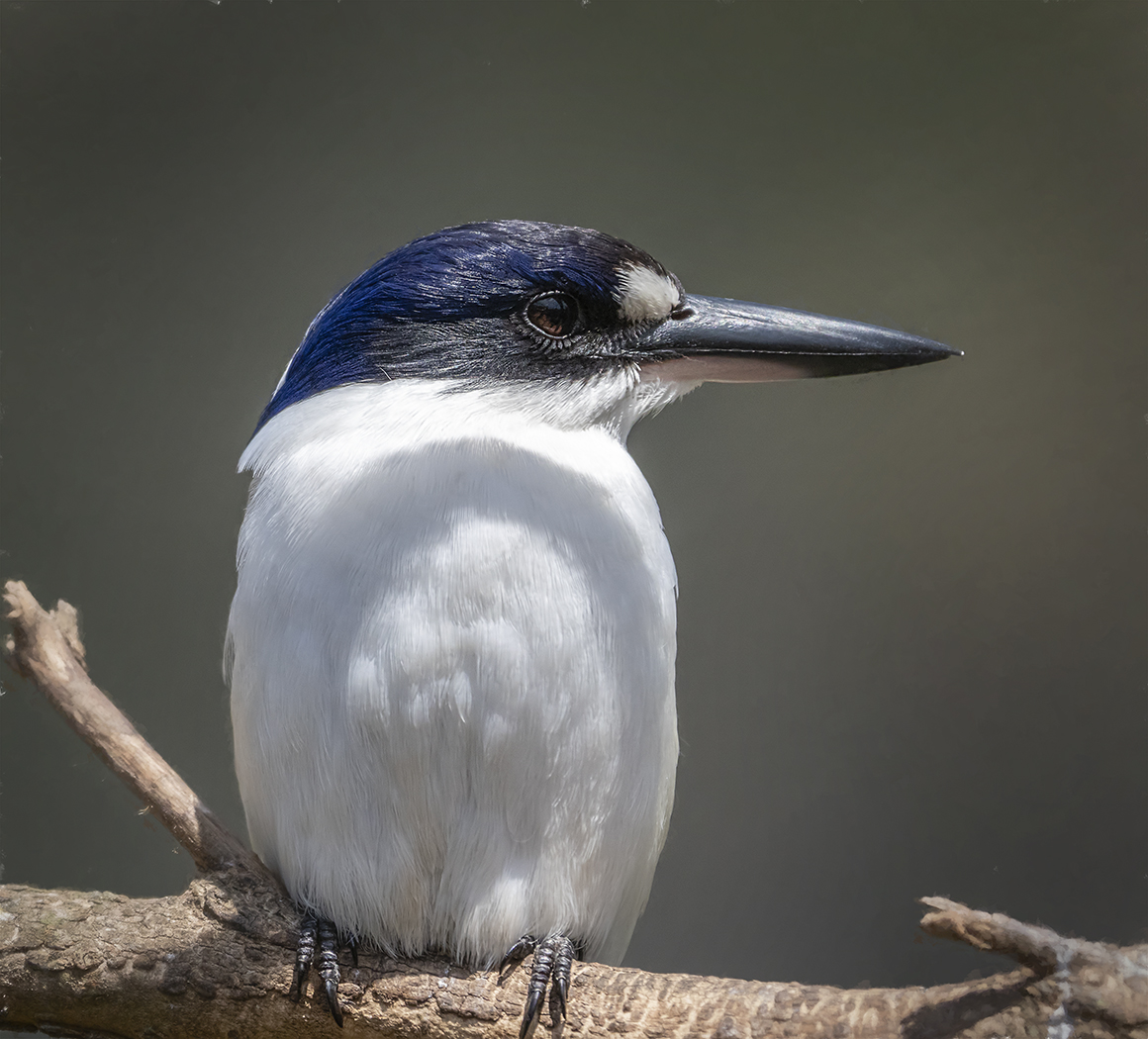 Forest Kingfisher (Image ID 37043)
