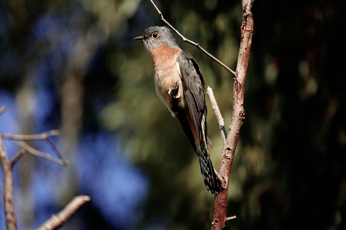 Fan-tailed Cuckoo (Image ID 37396)