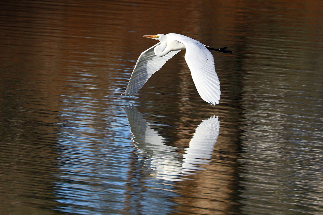 Great Egret (Image ID 37389)