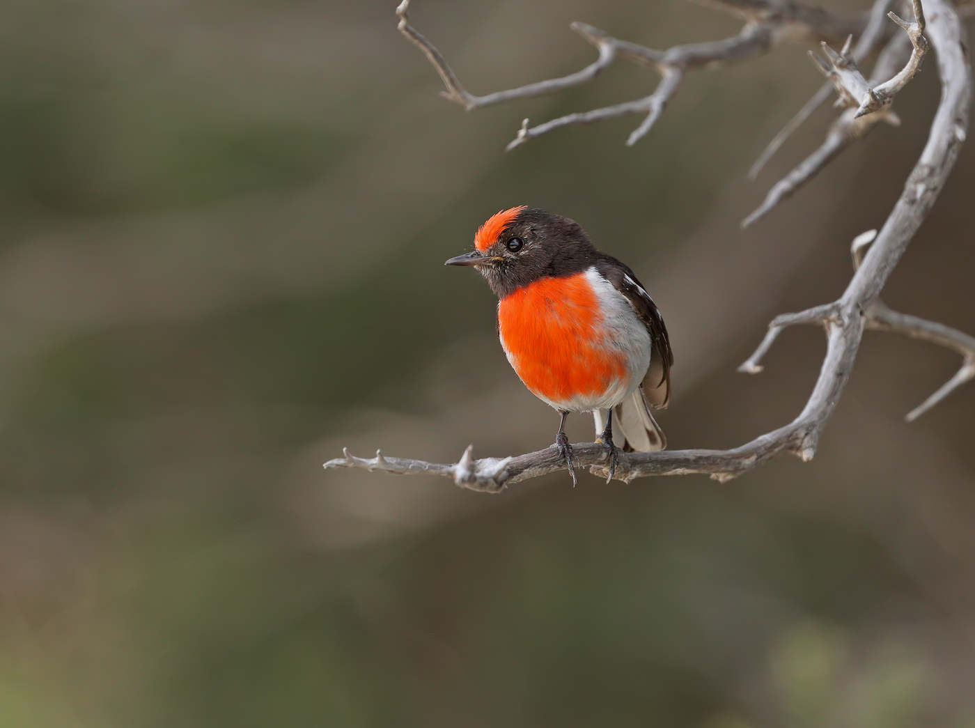Red-capped Robin (Image ID 37092)
