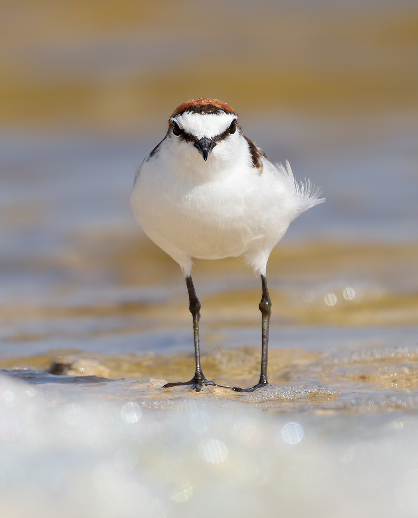 Red-capped Plover (Image ID 37120)