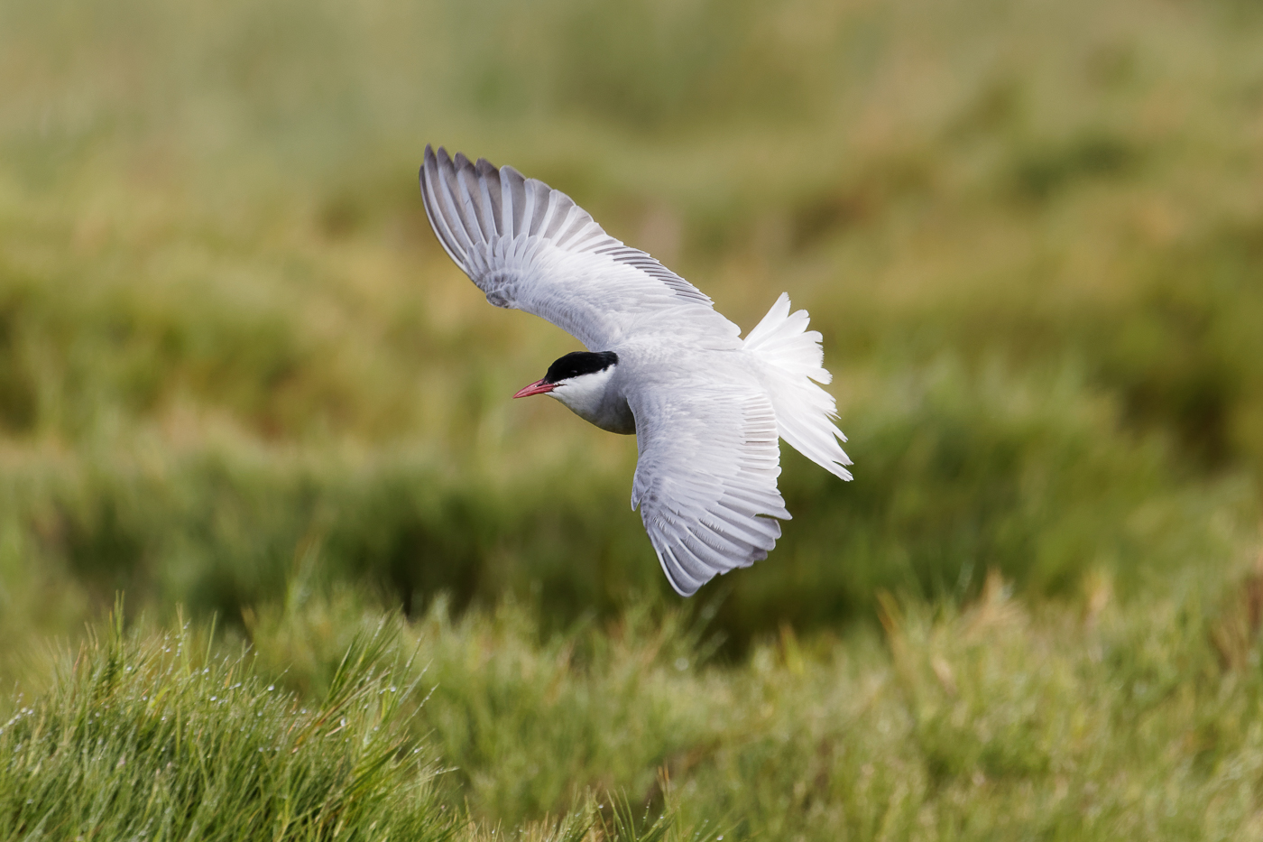 Whiskered Tern (Image ID 37268)