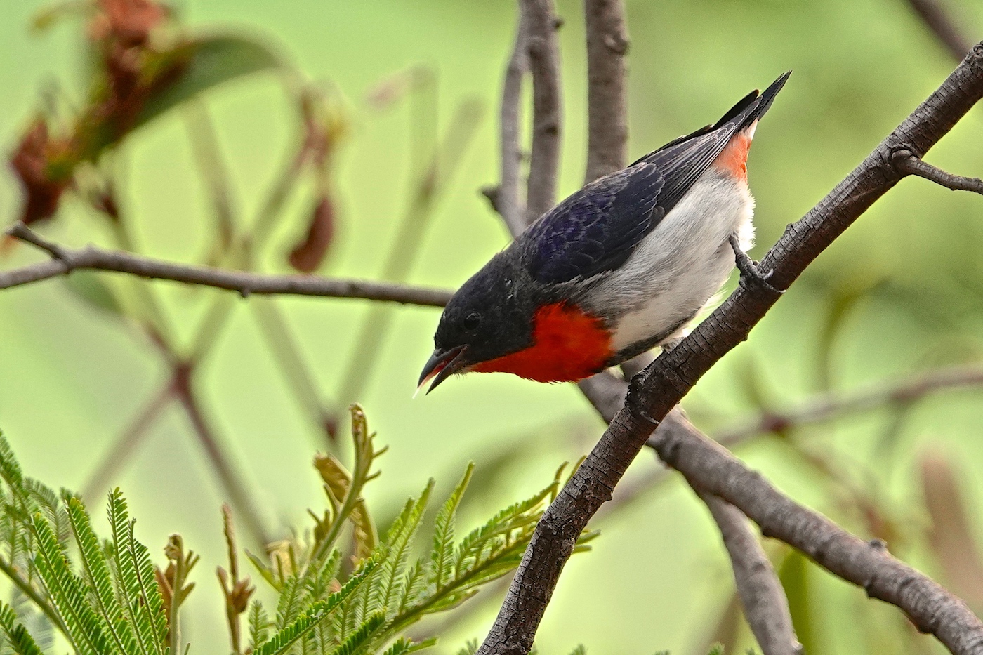 Mistletoebird (Image ID 37135)