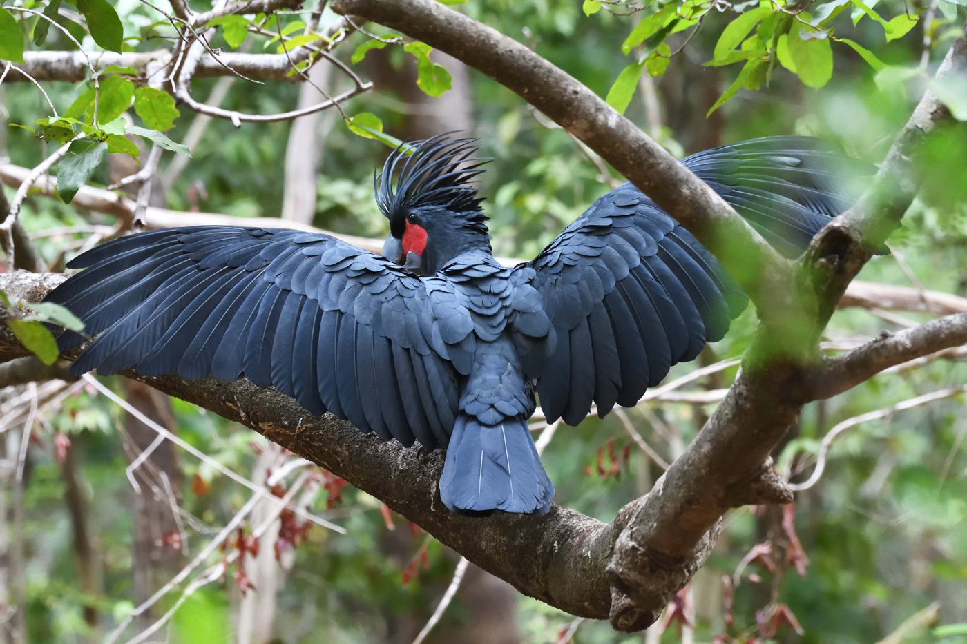 Palm Cockatoo (Image ID 37231)