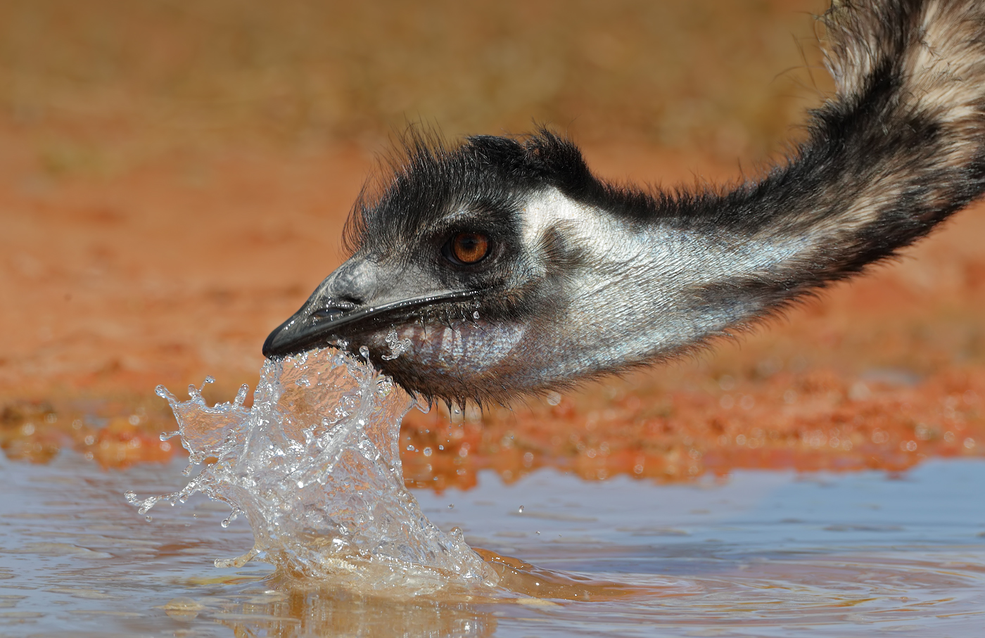 Emu (Image ID 37393)