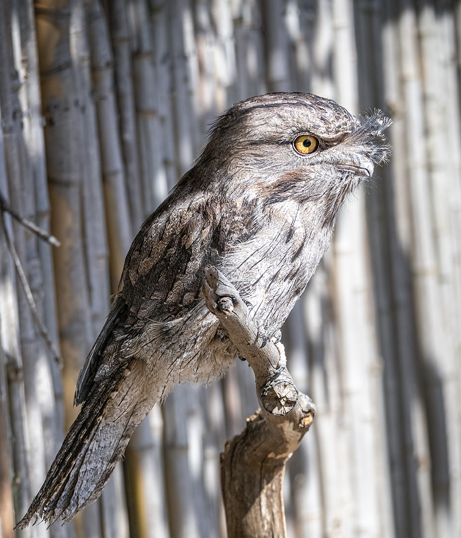 Tawny Frogmouth (Image ID 37830)