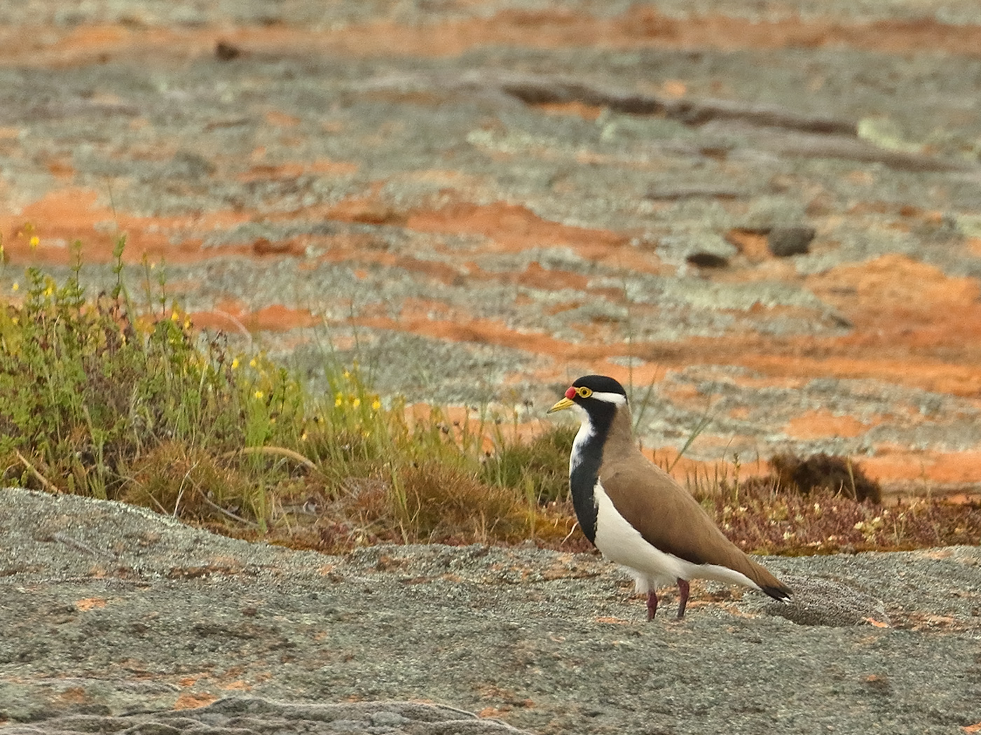 Banded Lapwing (Image ID 37865)