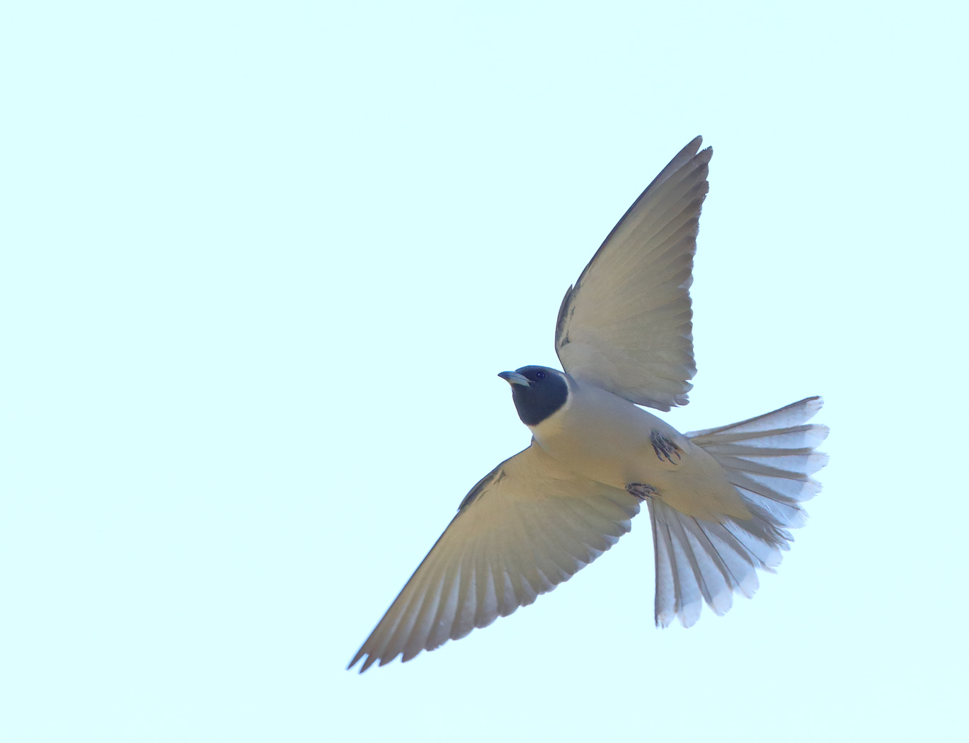 Masked Woodswallow (Image ID 37723)