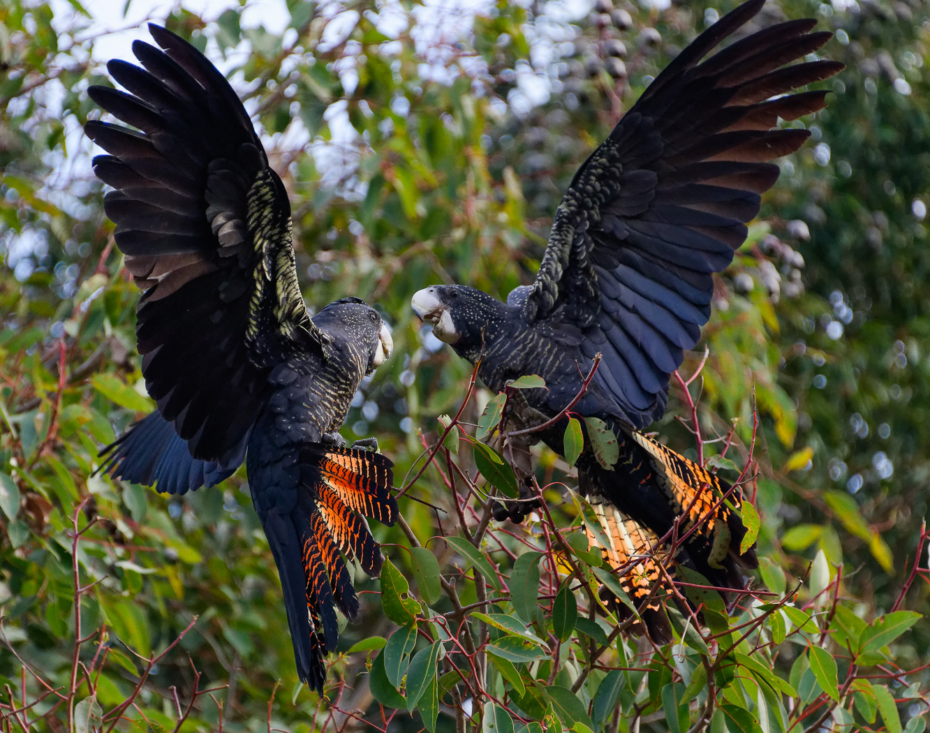 Red-tailed Black-Cockatoo (Image ID 37550)