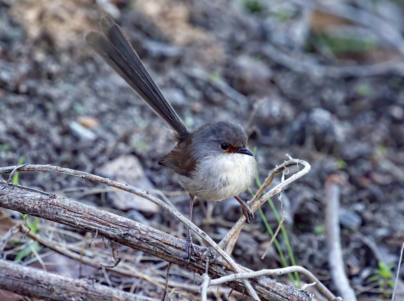 Red-winged Fairy-wren (Image ID 37747)