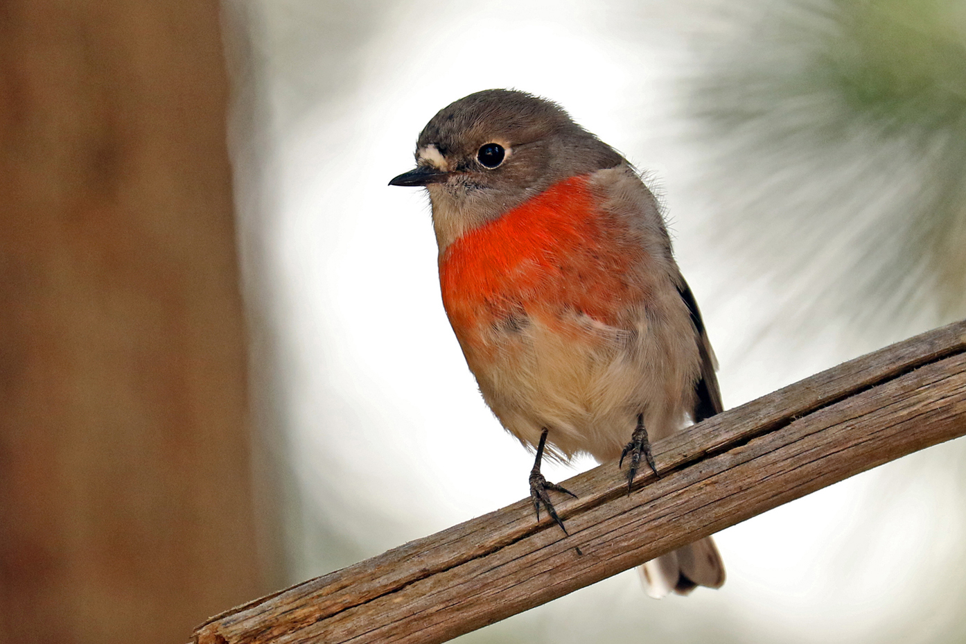 Scarlet Robin (Image ID 37510)