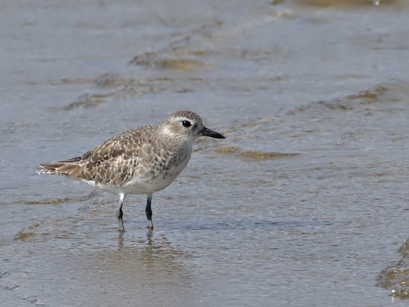 Grey Plover (Image ID 37489)