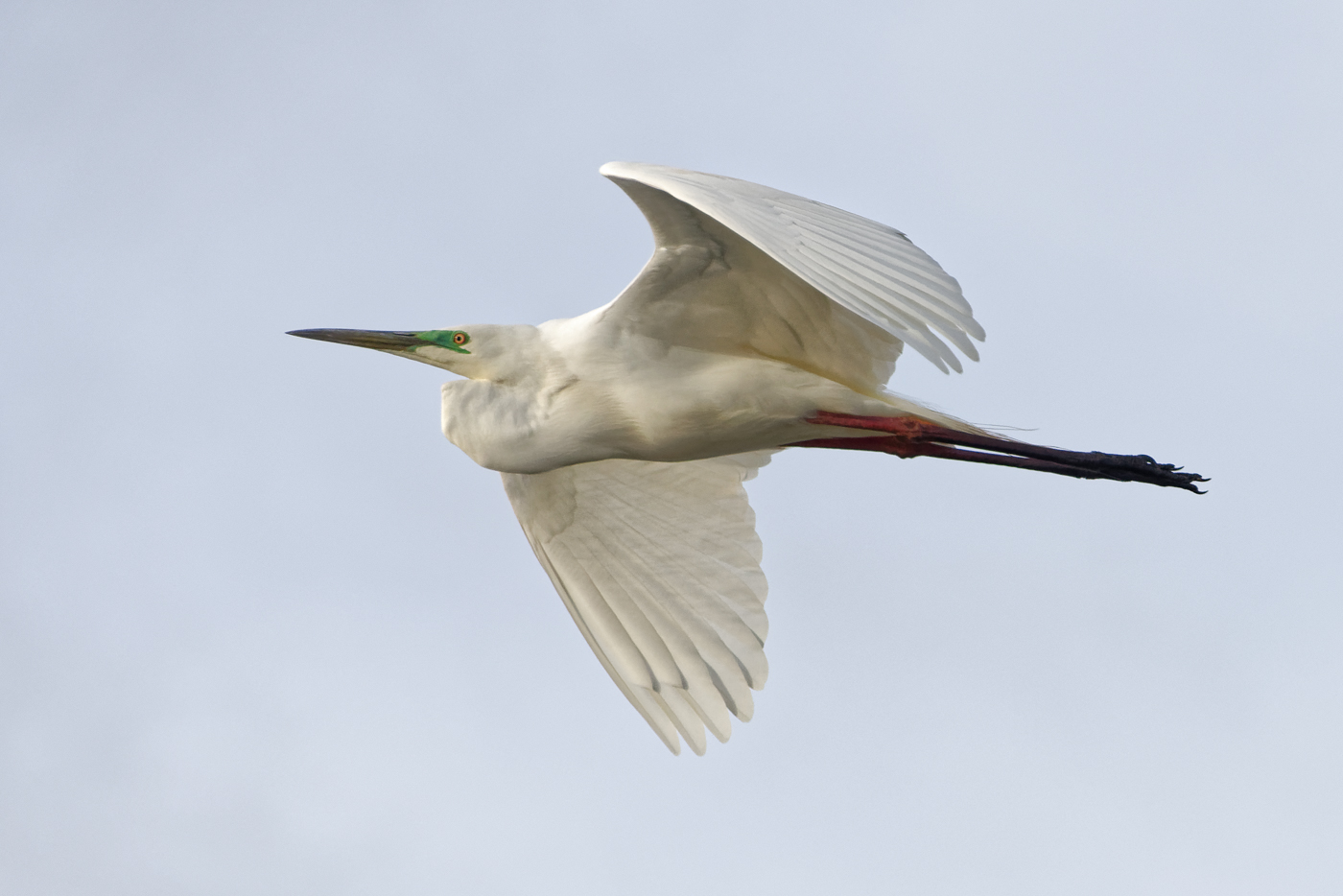Great Egret (Image ID 37568)