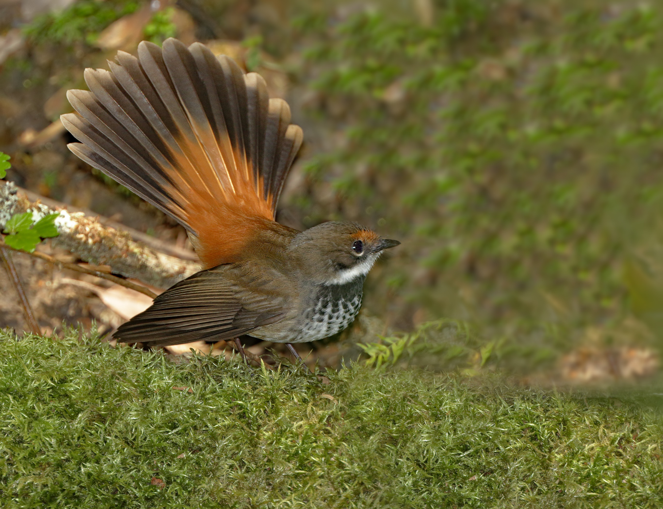 Rufous Fantail (Image ID 37676)