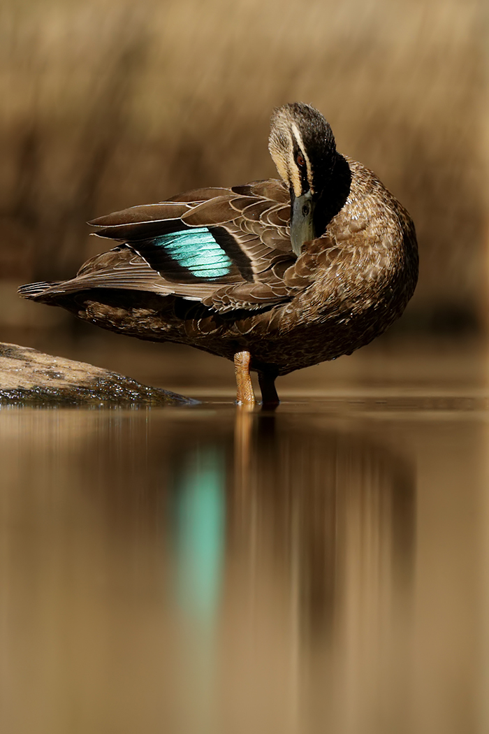 Pacific Black Duck (Image ID 37770)