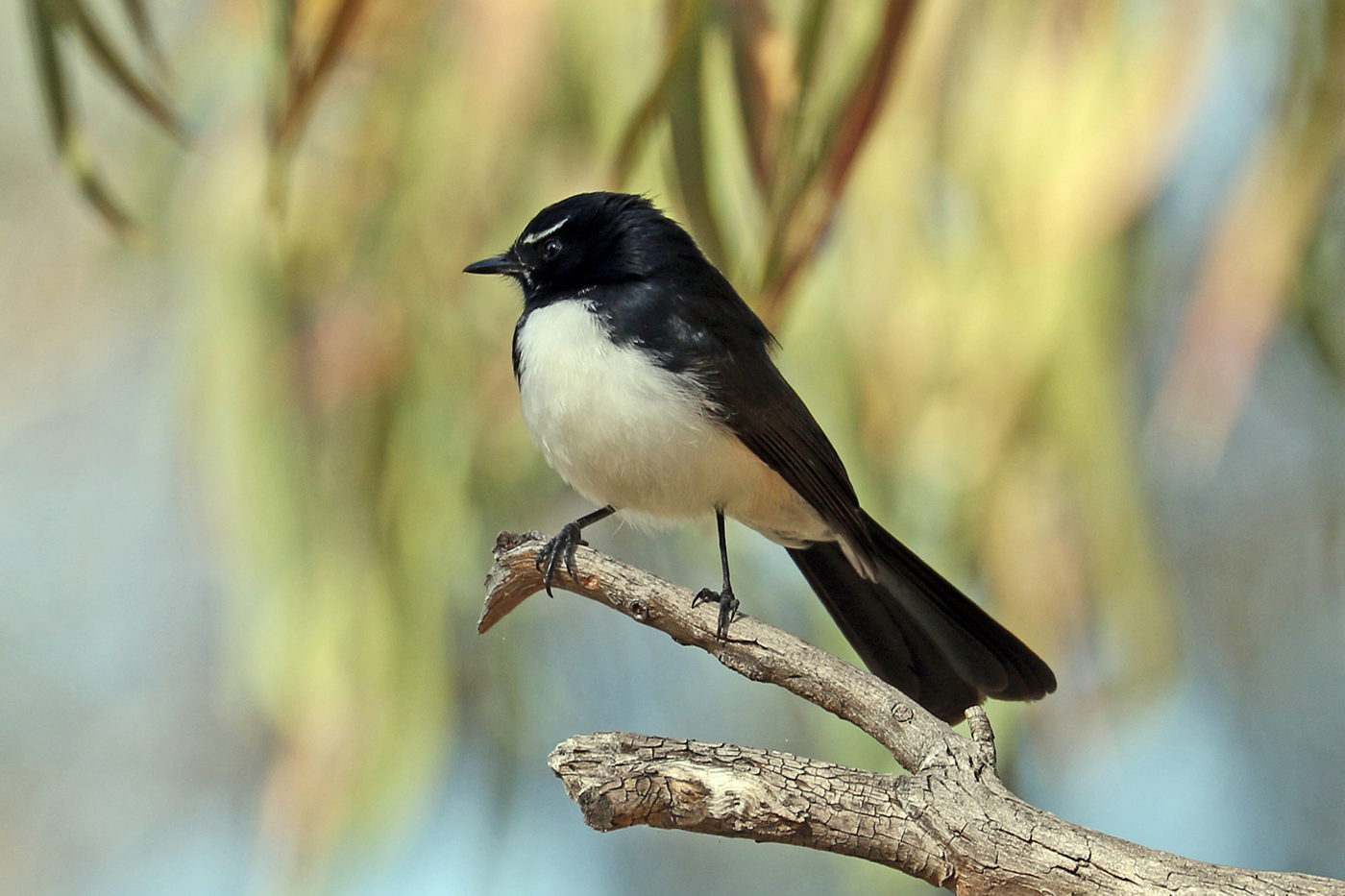 Willie Wagtail (Image ID 37593)