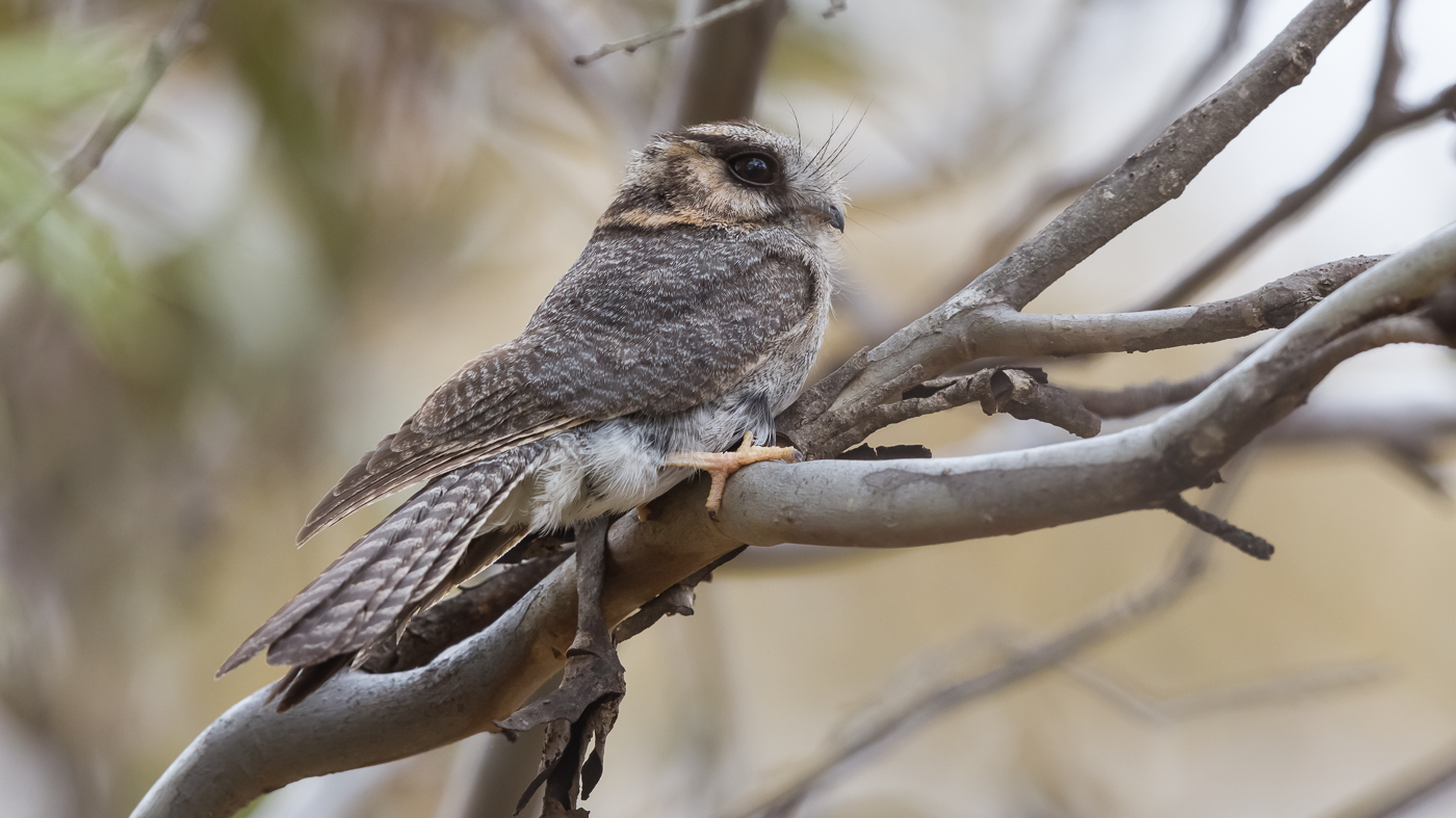 Australian Owlet-nightjar (Image ID 37465)