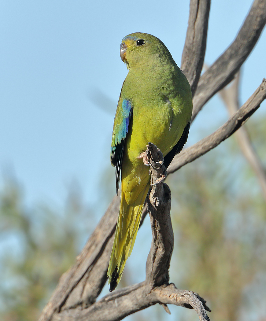 Elegant Parrot (Image ID 37844)