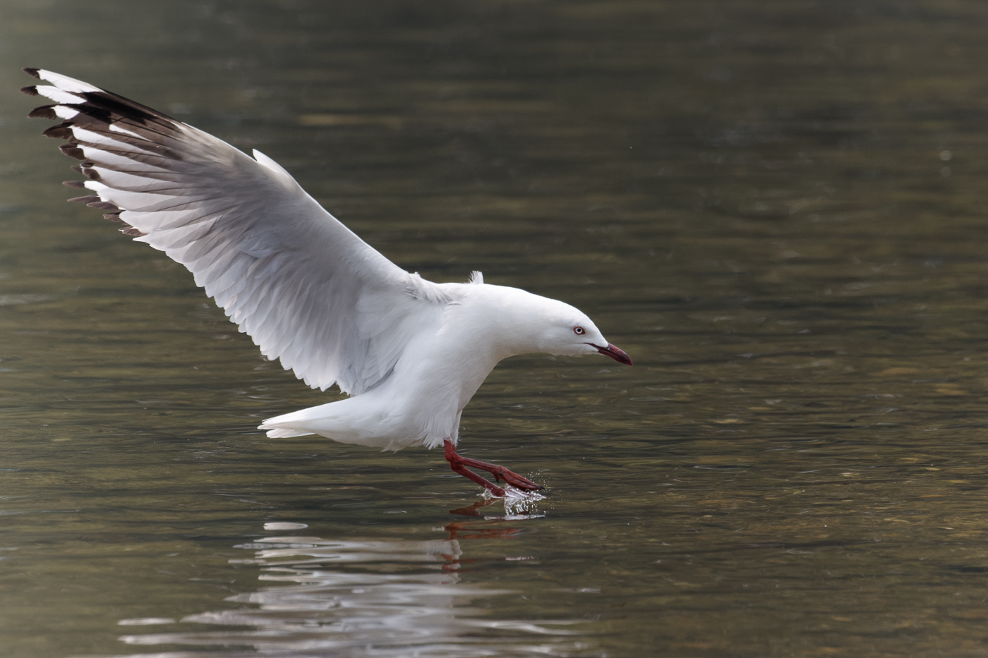 Silver Gull (Image ID 37646)