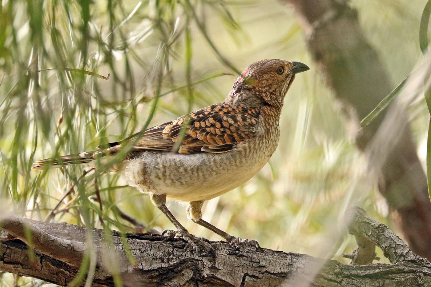 Spotted Bowerbird (Image ID 37515)