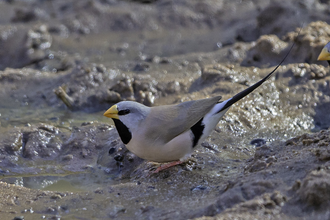 Long-tailed Finch (Image ID 37856)