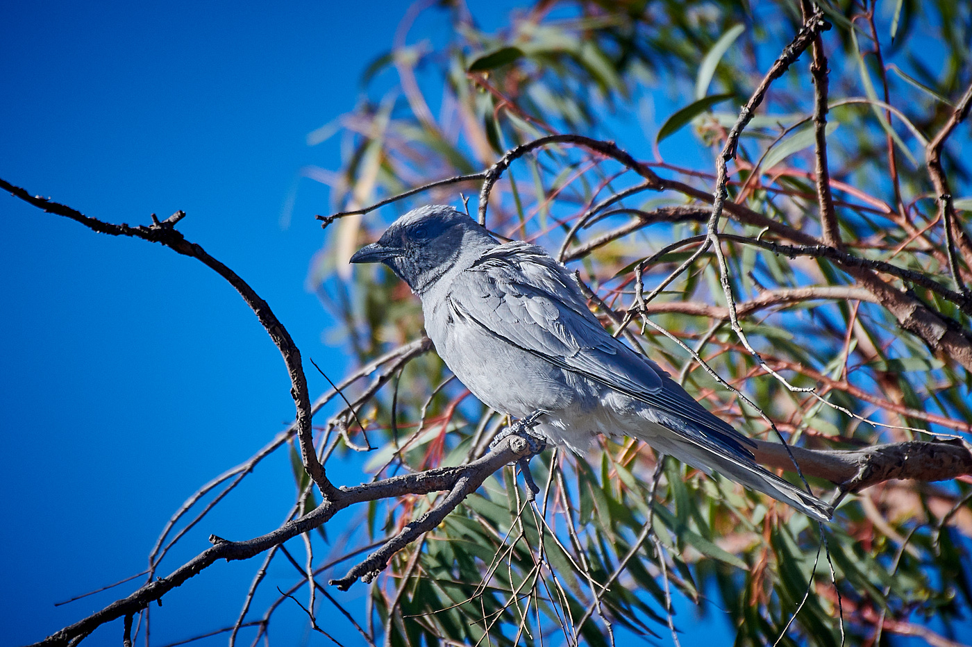 Black-faced Cuckoo-shrike (Image ID 37482)