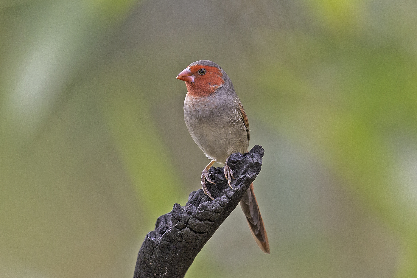 Black-bellied Crimson Finch (Image ID 37821)