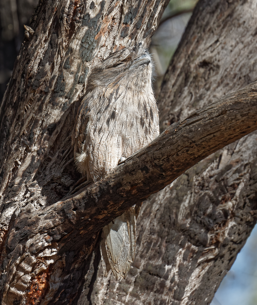 Tawny Frogmouth (Image ID 37487)