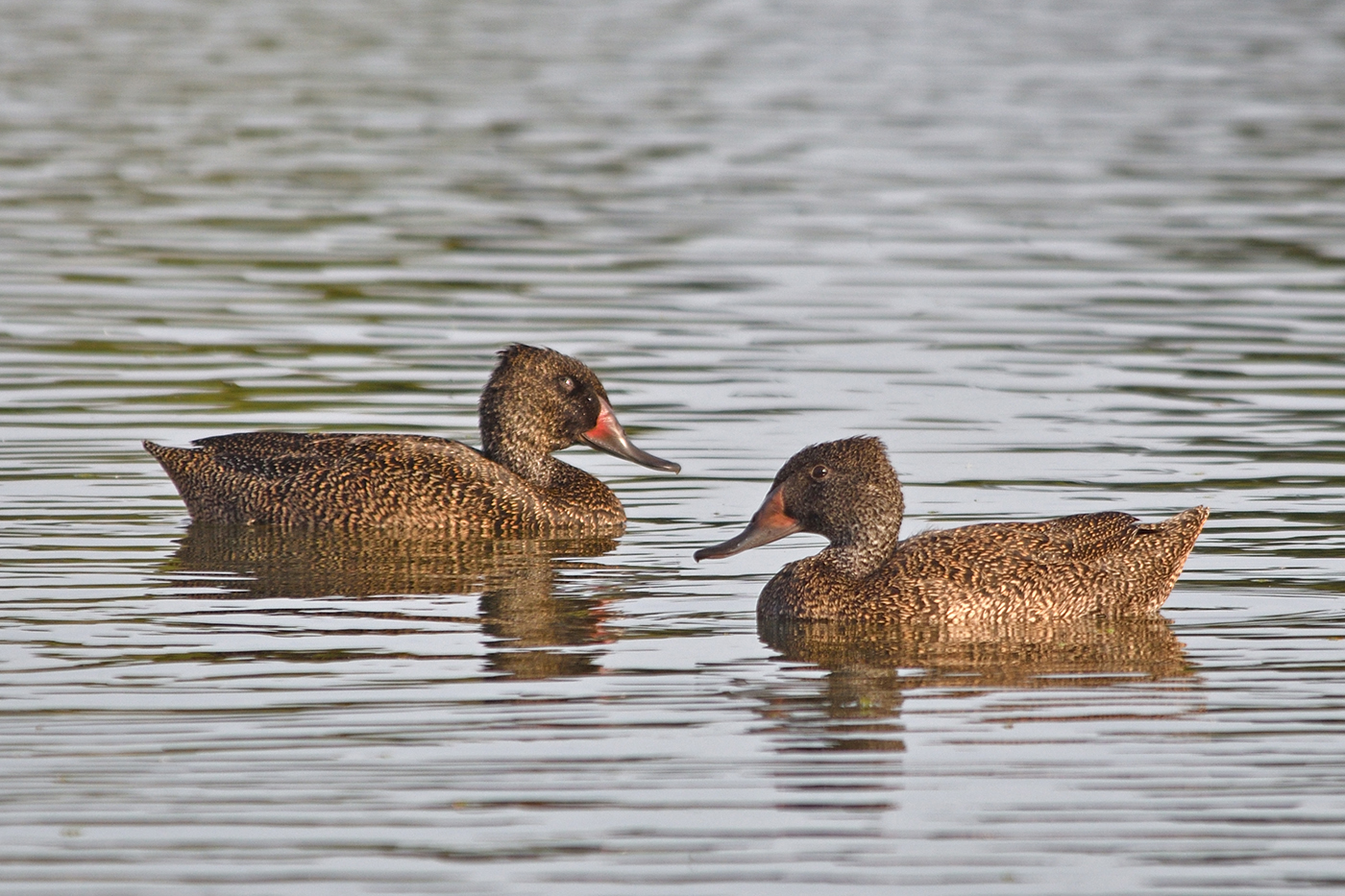 Freckled Duck (Image ID 37567)
