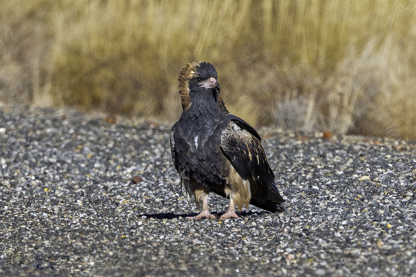 Black-breasted Buzzard (Image ID 37757)