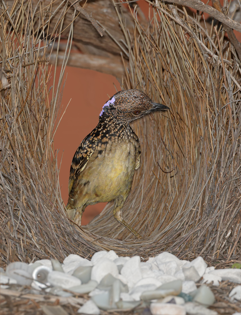 Western Bowerbird (Image ID 37476)