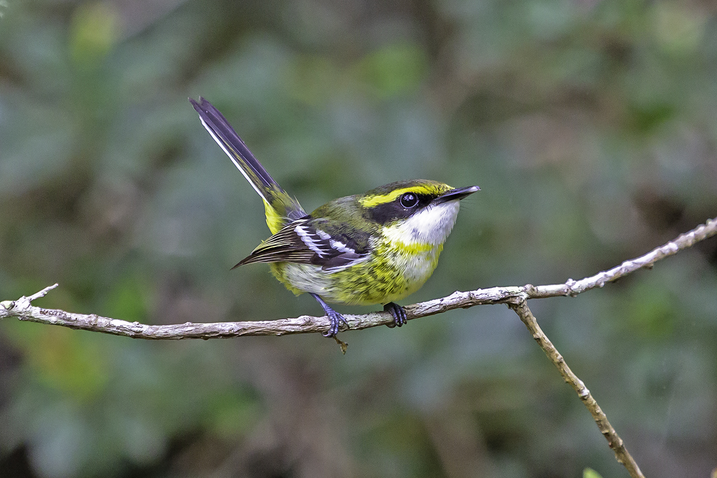 Yellow-breasted Boatbill (Image ID 37741)