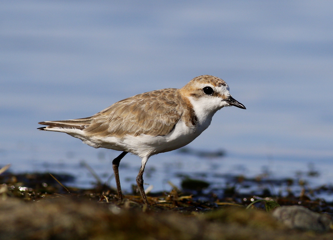 Red-capped Plover (Image ID 37837)