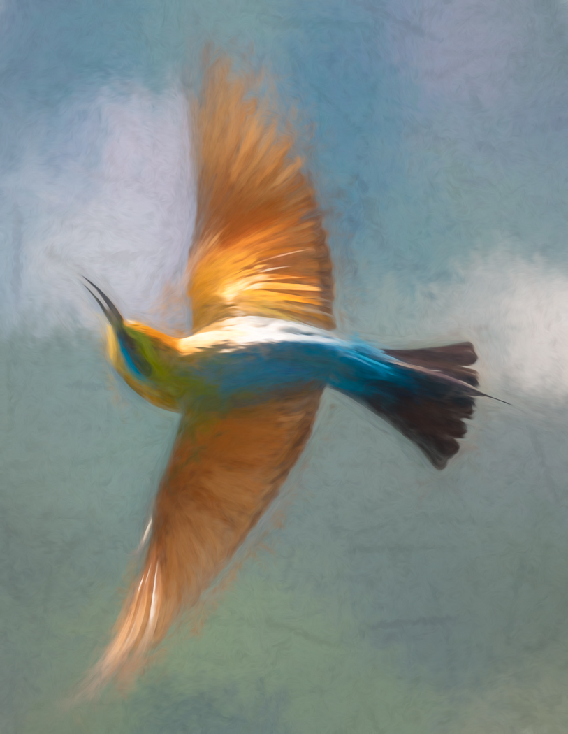 Rainbow Bee-eater (Image ID 37627)