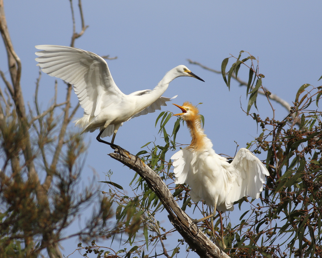 Cattle Egret, Little Egret (Image ID 37904)