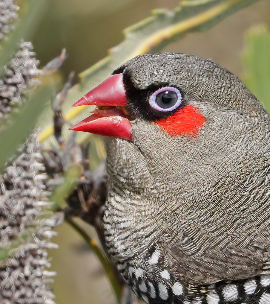 Red-eared Firetail (Image ID 37685)
