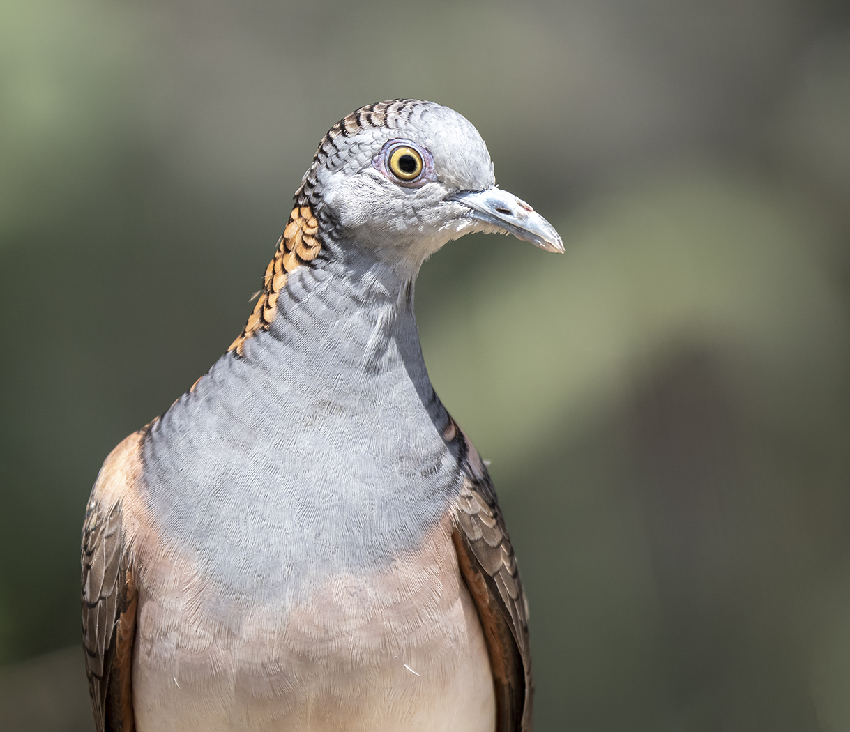 Bar-shouldered Dove (Image ID 37726)