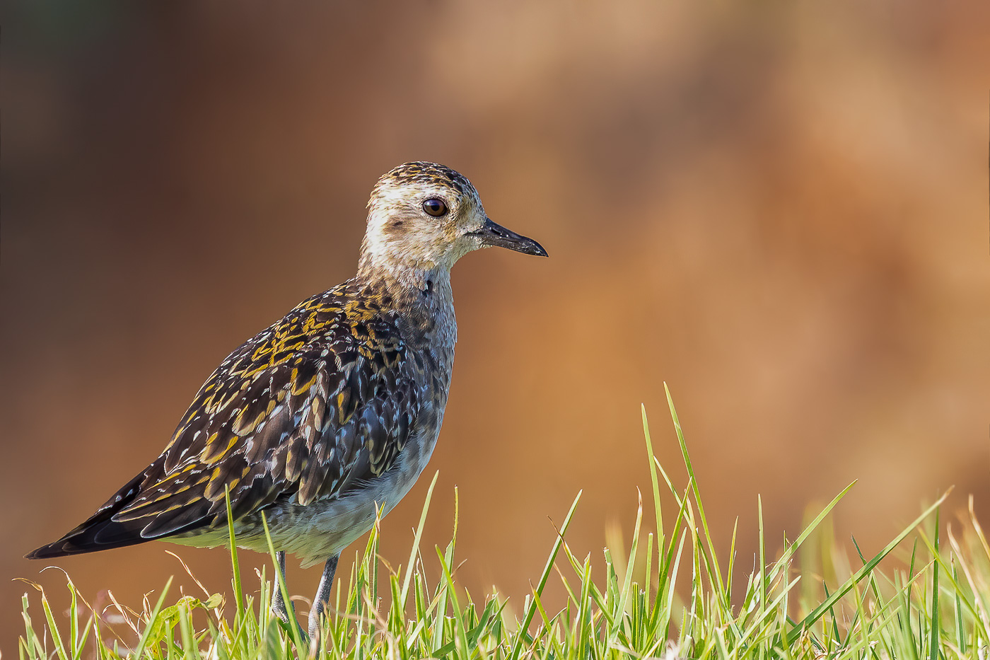Pacific Golden Plover (Image ID 37522)