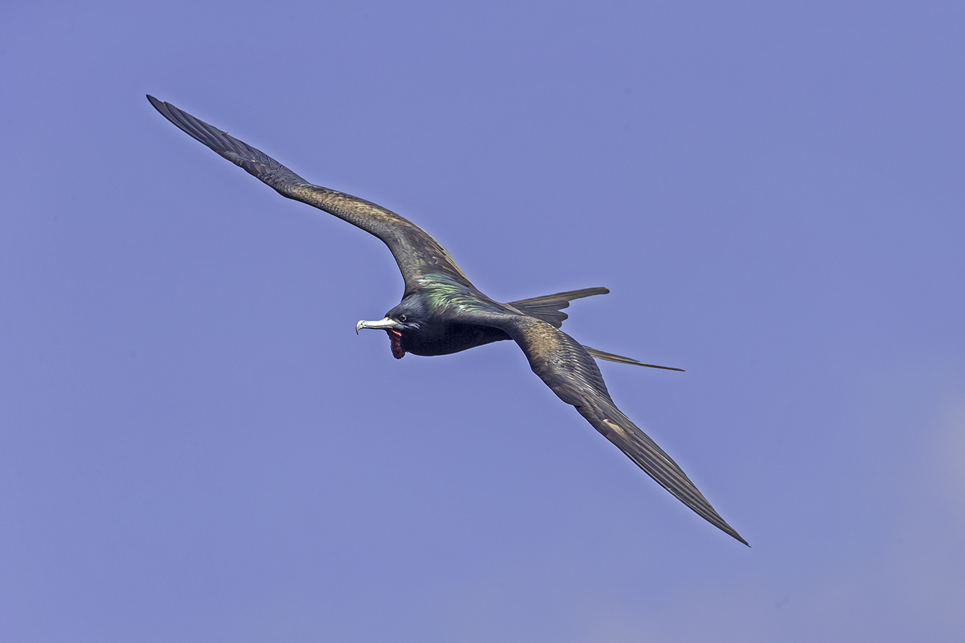 Great Frigatebird (Image ID 37907)