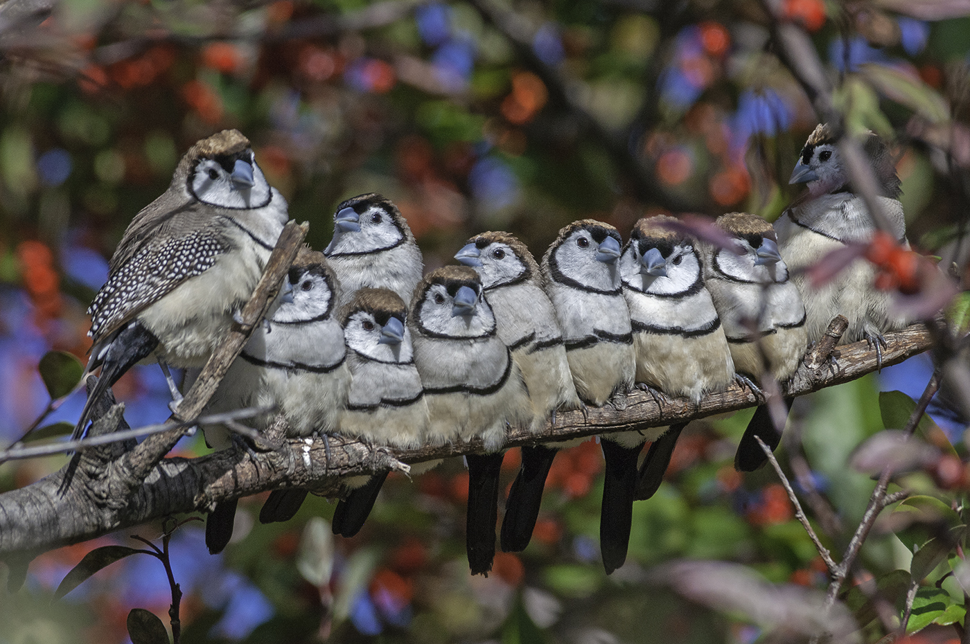 Double-barred Finch (Image ID 37825)
