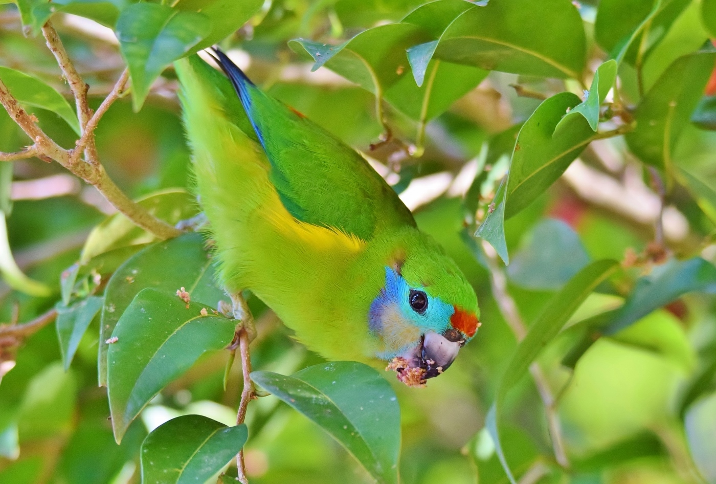 Double-eyed Fig-Parrot (Image ID 37881)