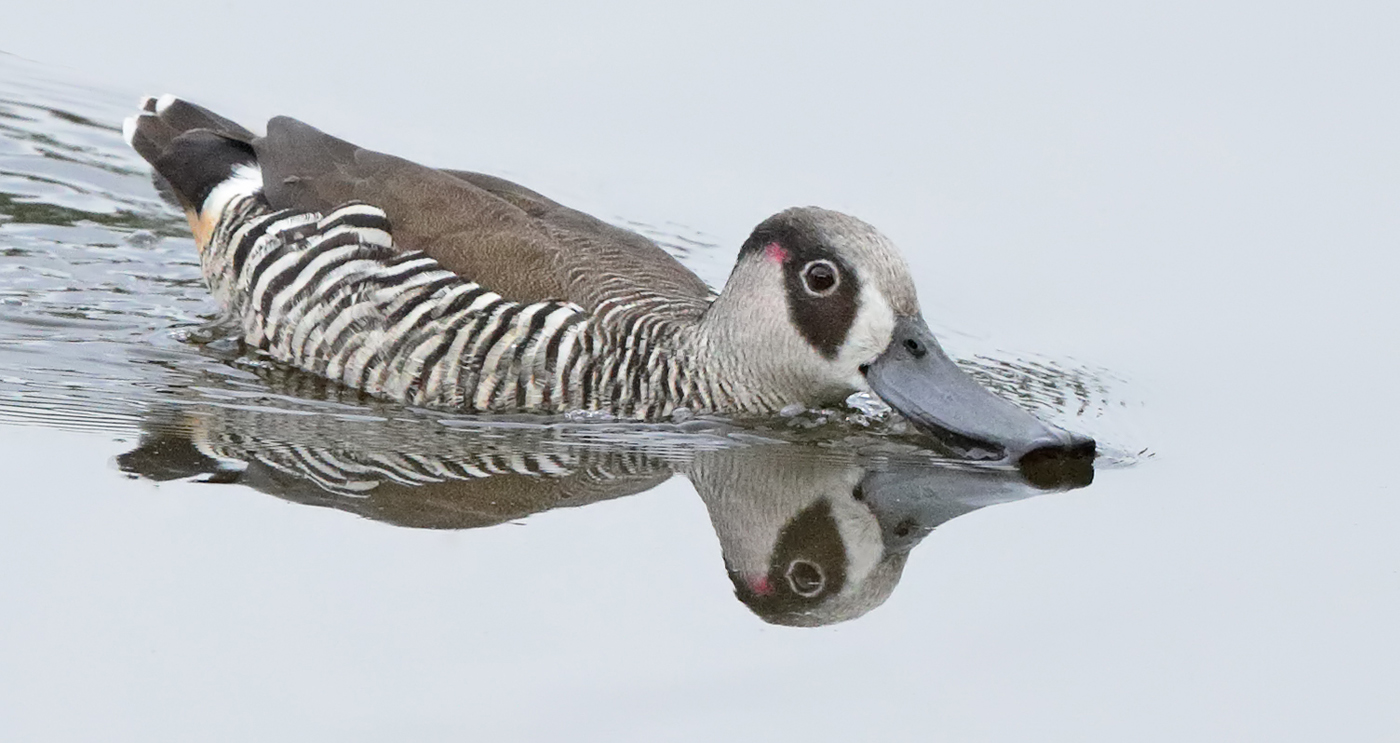Pink-eared Duck (Image ID 37587)