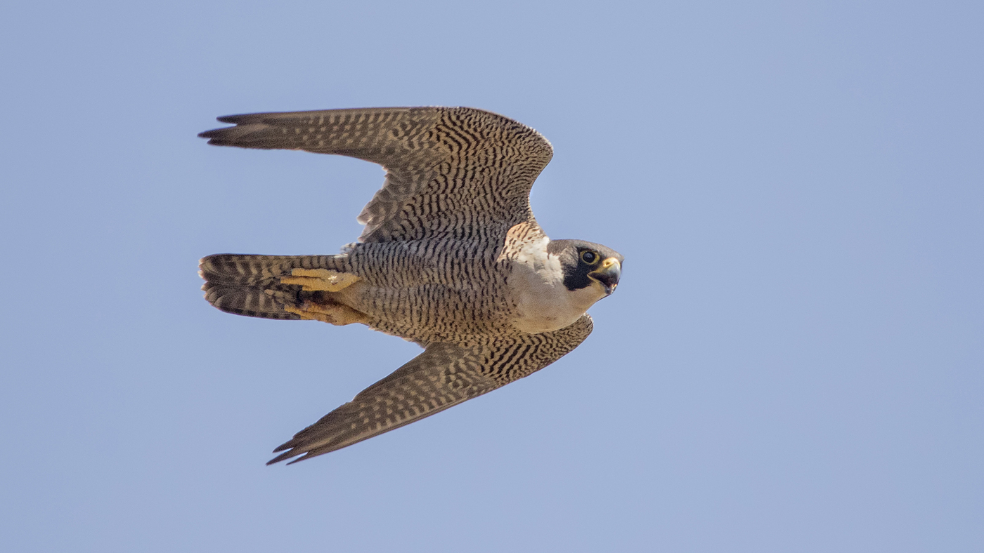 Peregrine Falcon (Image ID 37759)