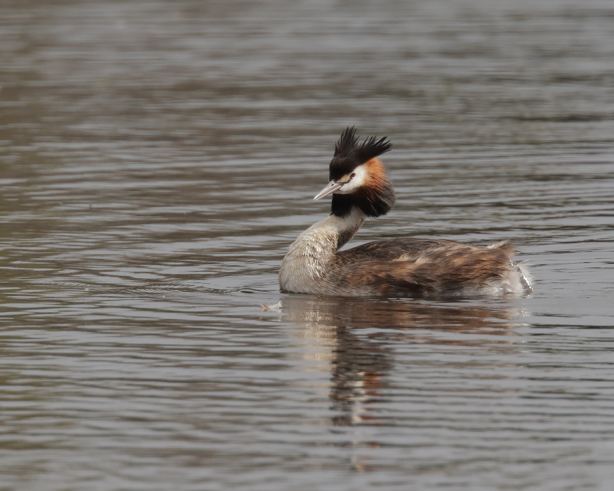 Great Crested Grebe (Image ID 37604)